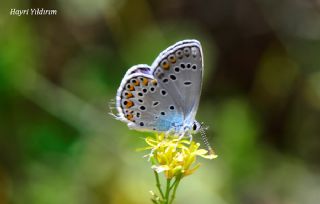 Anadolu Esmergz (Plebejus modicus)