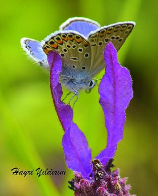 Anadolu Esmergz (Plebejus modicus)