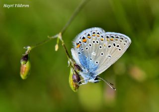 Trkmenistan Esmergz (Plebejus zephyrinus)