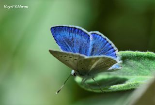 Lacivert Anadolu okgzls (Polyommatus actis )