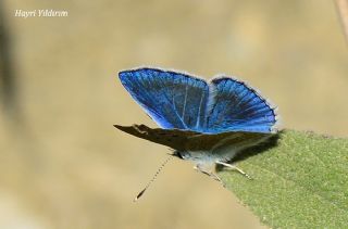 okgzl Karabet Mavisi (Polyommatus haigi)