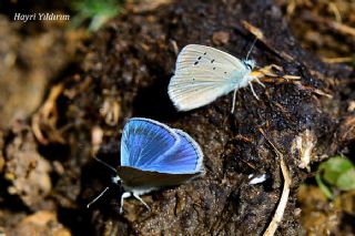 Lacivert Anadolu okgzls (Polyommatus actis )