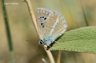 okgzl Karabet Mavisi (Polyommatus haigi)