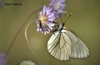 Al Beyaz (Aporia crataegi)