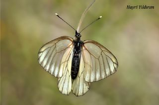 Al Beyaz (Aporia crataegi)