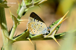 Acem okgzls (Polyommatus alcedo)