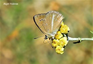 okgzl Lbnan Esmeri (Polyommatus alcestis)