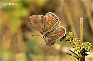 okgzl Lbnan Esmeri (Polyommatus alcestis)