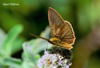 okgzl Lbnan Esmeri (Polyommatus alcestis)