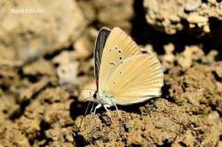 okgzl Anadolu Tyls (Polyommatus antidolus)