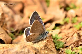 okgzl Gzel Mavi (Polyommatus bellis)