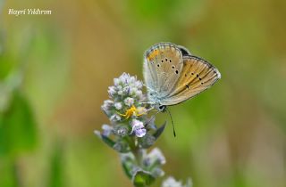 okgzl Gzel Mavi (Polyommatus bellis)