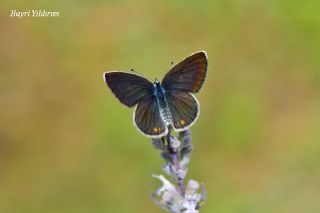 okgzl Gzel Mavi (Polyommatus bellis)