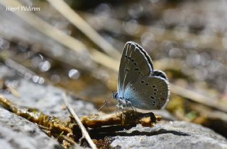 okgzl Gzel Mavi (Polyommatus bellis)