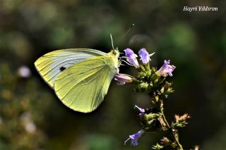 Kk Beyazmelek (Pieris rapae)