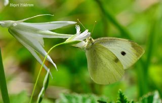 Kk Beyazmelek (Pieris rapae)