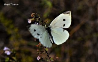 Kk Beyazmelek (Pieris rapae)