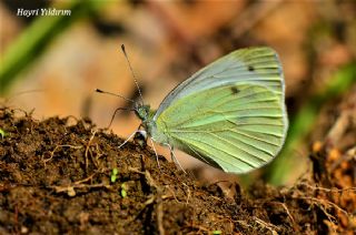 Kk Beyazmelek (Pieris rapae)