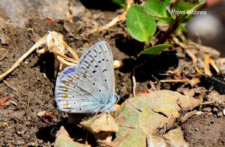 okgzl Buzul Mavi (Polyommatus buzulmavi)