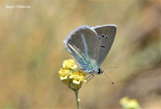 Glek okgzls (Polyommatus cilicius)