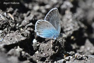 okgzl Rus Mavisi (Polyommatus coelestina)