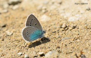 okgzl Rus Mavisi (Polyommatus coelestina)