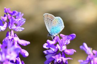 okgzl Rus Mavisi (Polyommatus coelestina)