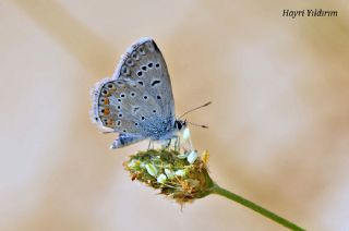 okgzl Kk Turan Mavisi (Polyommatus cornelius)