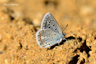 okgzl Kk Turan Mavisi (Polyommatus cornelius)