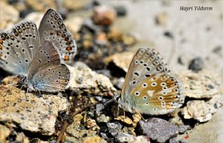 okgzl Yalanc illi Mavi (Polyommatus corydonius)