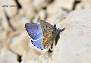 okgzl Yalanc illi Mavi (Polyommatus corydonius)