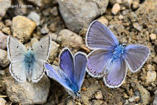 okgzl Yalanc illi Mavi (Polyommatus corydonius)