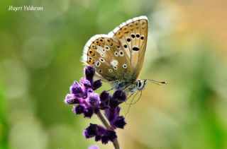 okgzl Anadolu Mavisi (Aricia crassipunctus)