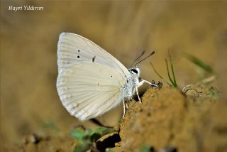 Mezopotamya okgzls (Polyommatus dama)