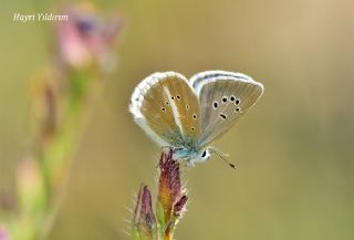 okgzl Damon Mavisi (Polyommatus damon)