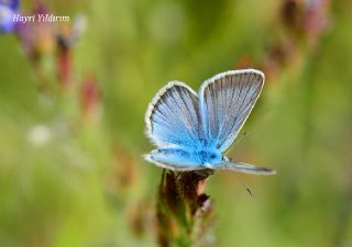 okgzl Damon Mavisi (Polyommatus damon)