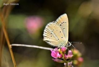 Erivan Anormal okgzls (Polyommatus eriwanensis)