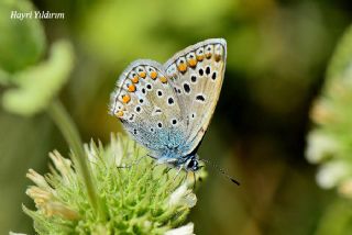 okgzl Kafkasya Erosu (Polyommatus erotulus)