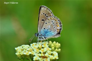 okgzl Geranium Mavisi (Aricia eumedon)