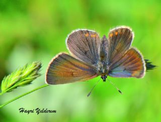 okgzl Geranium Mavisi (Aricia eumedon)