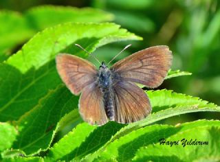 okgzl Geranium Mavisi (Aricia eumedon)