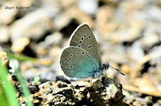 okgzl Rus Mavisi (Polyommatus coelestina)