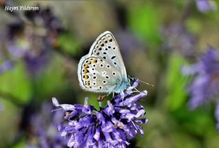 okgzl Eros (Polyommatus eros)