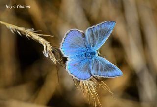 Anadolu Gzel Mavisi, Taskent Blue (Polyommatus guezelmavi)