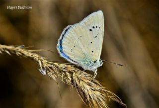 Anadolu Gzel Mavisi (Polyommatus guezelmavi)