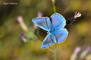 Anadolu Gzel Mavisi (Polyommatus guezelmavi)