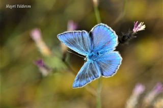 Anadolu Gzel Mavisi, Taskent Blue (Polyommatus guezelmavi)