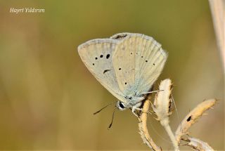 Anadolu Gzel Mavisi, Taskent Blue (Polyommatus guezelmavi)