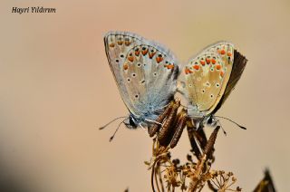 Anadolu okgzls (Polyommatus hyacinthus)