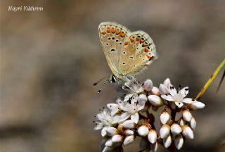 Anadolu okgzls (Polyommatus hyacinthus)